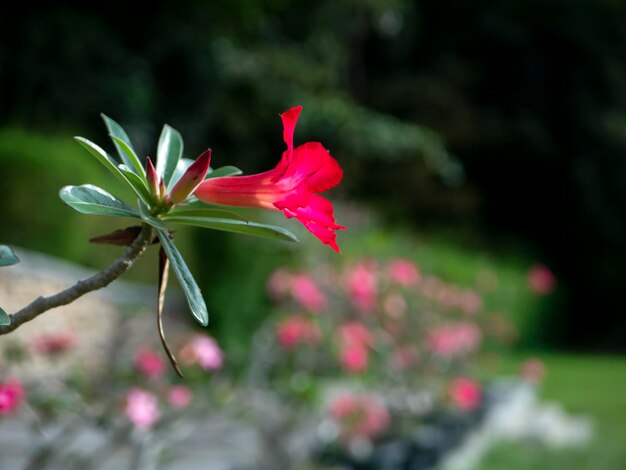 Close up of red Adenium flower also known as desert rose