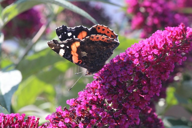 Close-up of red admiral butterfly on tiny pink flowers