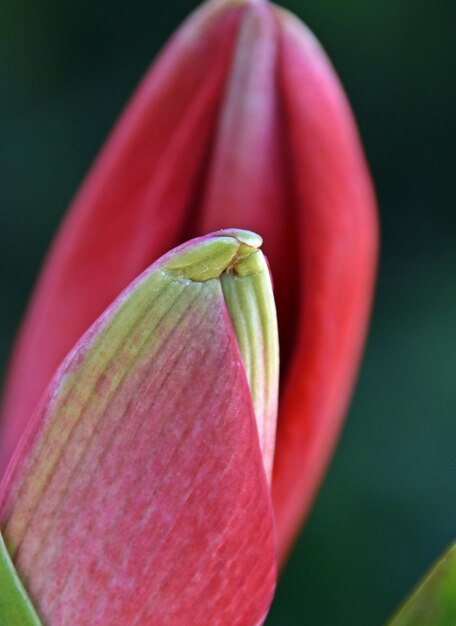 赤いアマリリスの花のつぼみのクローズ アップ