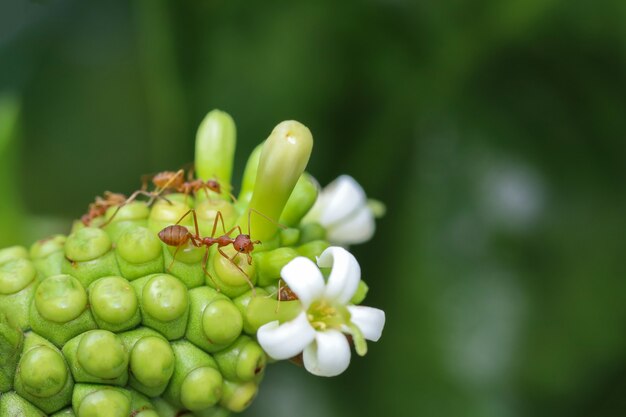 Close up red ant on beach mulberry in nature at thailand