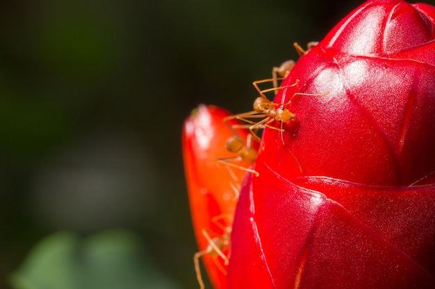 close up red ant on cheilocostus speciosus flower