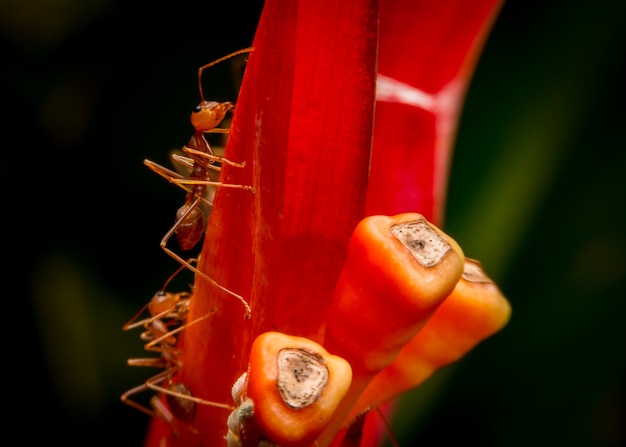 Chiuda sulla formica rossa sul fiore di speciosus di cheilocostus