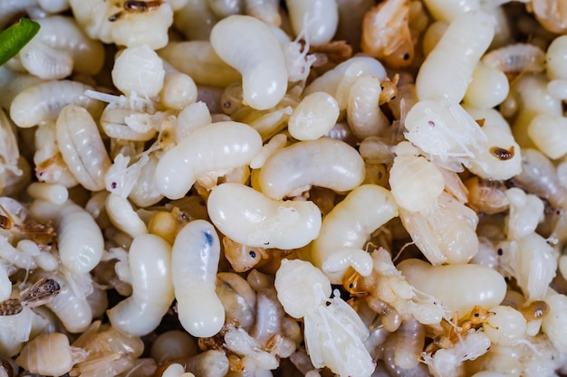 Close up Red ant eggs are larvae of ants .