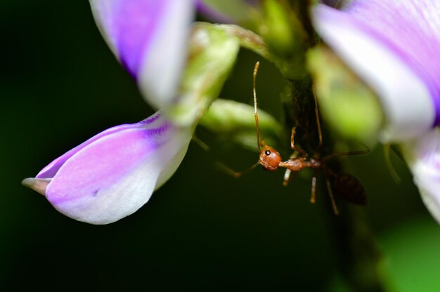 Photo close-up of red ant on flower