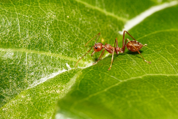 Close up red ant on green leaf in nature at thailand