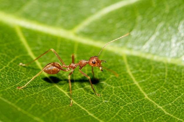 Close up red ant on green leaf in nature at thailand