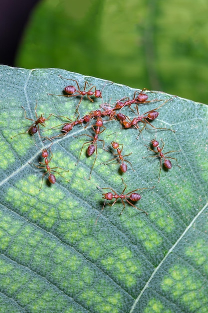 Close up red ant on green leaf in nature at thailand