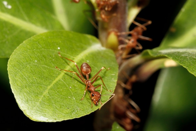 Close up red ant on green leaf in nature 