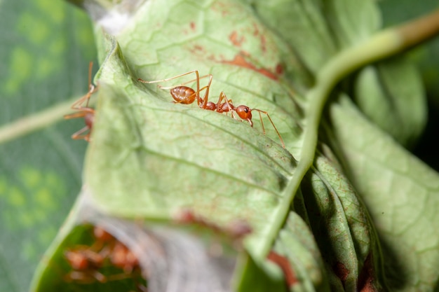 Photo close up red ant guard for red ant nest in green leaf