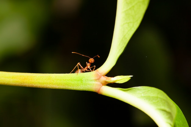 Close up red ant on stick tree in nature at thailand