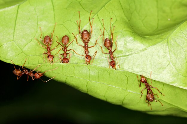 Close up Red ant teams collect leaves to build a nest from the leaves.