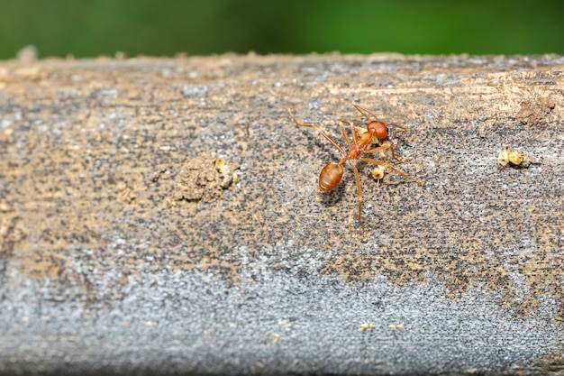 Close up red ant on tree in nature background at thailand