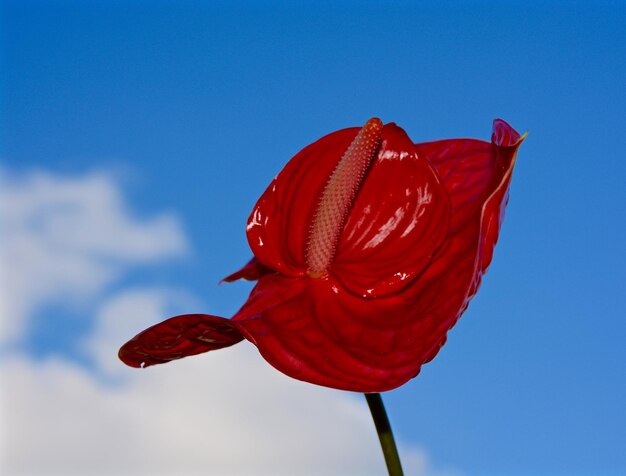 Photo close-up of red anthurium against sky