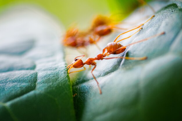 Close-up red ants make their nesting crates with leaves.