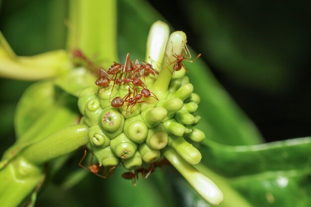 Close up red ants in nature