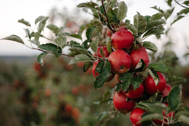 A close up of a red apple on a branch