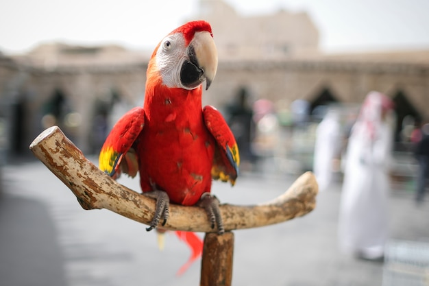 Close-up red Ara parrot sitting on wooden perch.