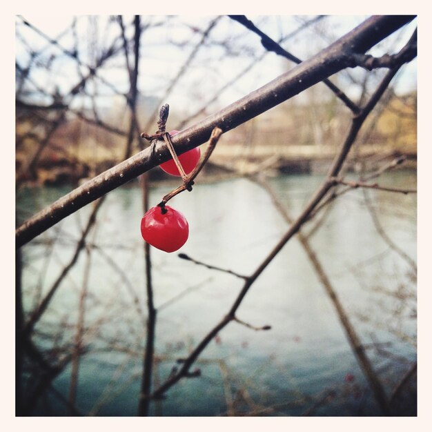 Foto prossimo piano delle bacche rosse sul ramo