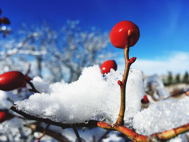 Close-up of red berries on branches during winter