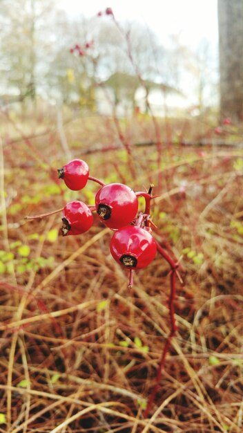 Close-up of red berries on field