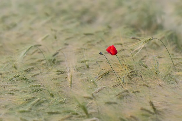 Foto prossimo piano delle bacche rosse sul campo