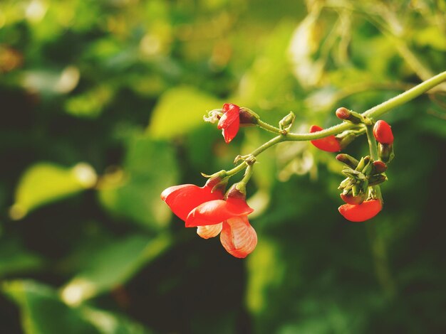 Photo close-up of red berries growing on plant