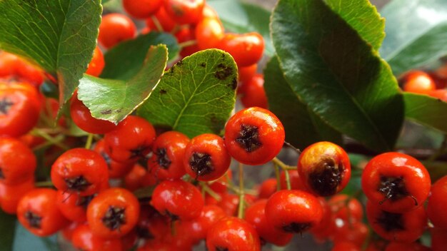 Close-up of red berries growing on plant