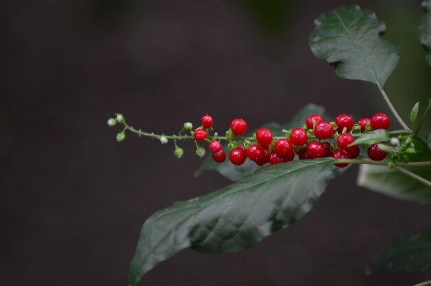 Close-up of red berries growing on plant