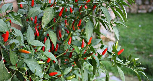 Close-up of red berries growing on plant