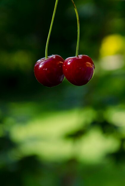 Foto close-up di bacche rosse che crescono sulla pianta