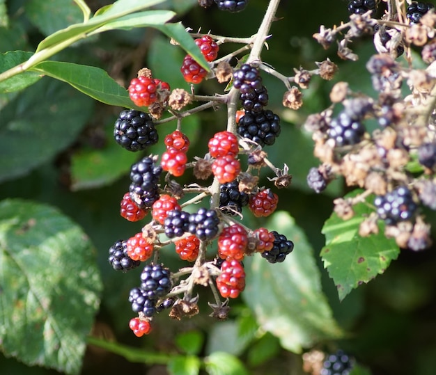 Photo close-up of red berries growing on plant