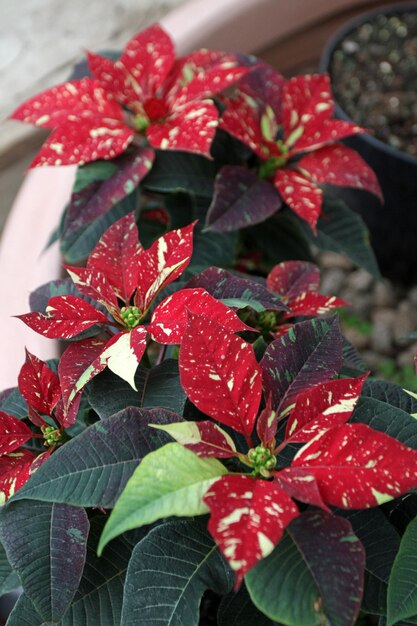 Close-up of red berries growing on plant