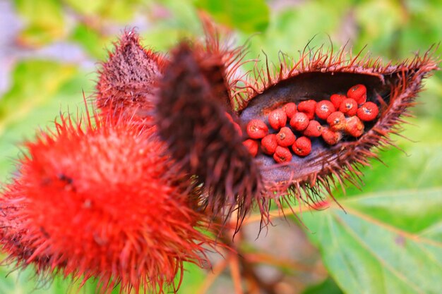 Close-up of red berries growing on plant