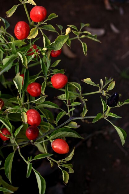 Foto close-up di bacche rosse che crescono sulla pianta