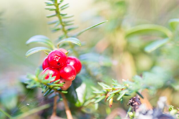 植物 で 育つ 赤い ベリー の クローズアップ