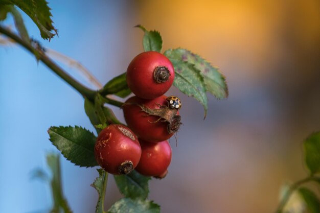 Foto close-up di bacche rosse che crescono sulla pianta