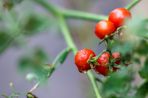 Foto close-up di bacche rosse che crescono sulla pianta