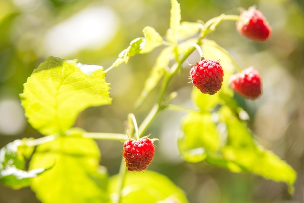 Close-up of red berries growing on plant