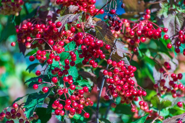 Photo close-up of red berries growing on plant