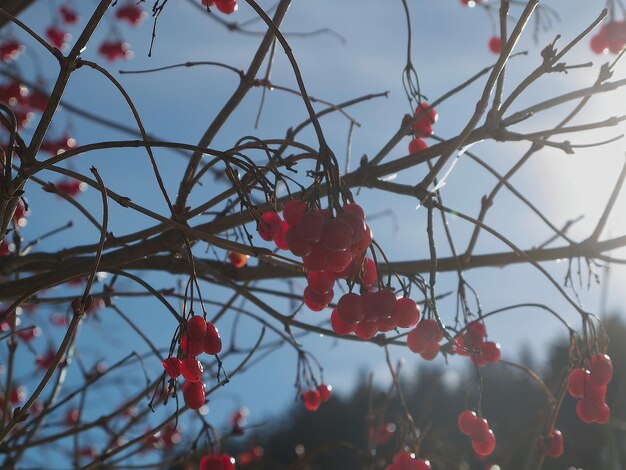 Photo close-up of red berries growing on tree against sky