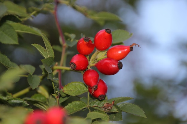 Foto close-up di bacche rosse che crescono sull'albero