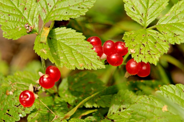 Photo close-up of red berries growing on tree