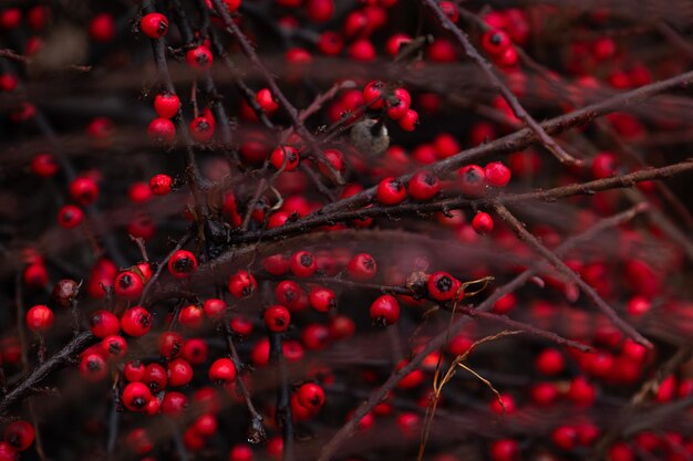 Foto close-up di bacche rosse che crescono sull'albero