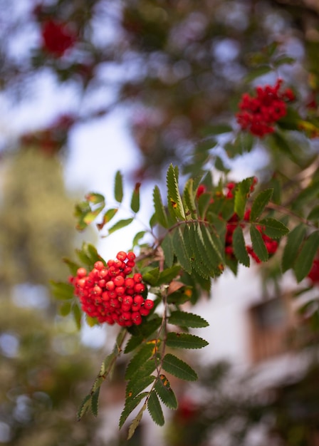 Photo close-up of red berries growing on tree