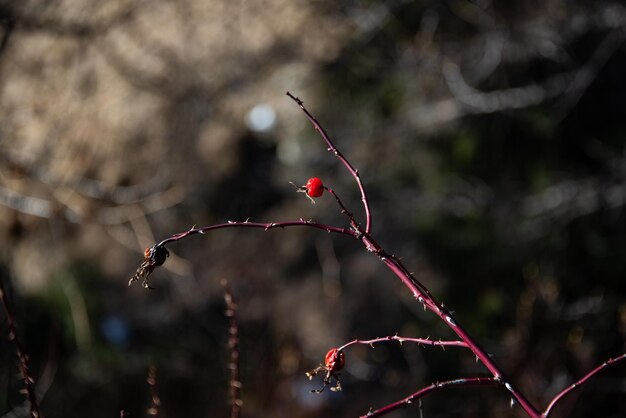 Foto close-up di bacche rosse che crescono sull'albero