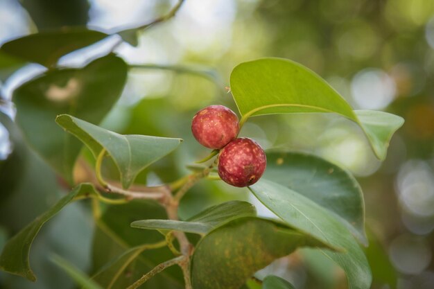 Close-up of red berries growing on tree