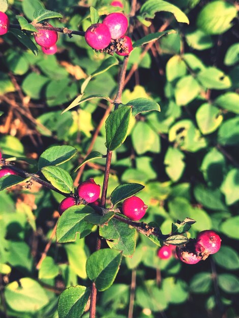 Close-up of red berries growing on tree