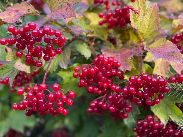 Close-up of red berries growing on tree