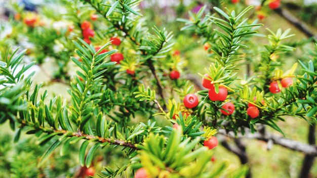 Close-up of red berries growing on tree