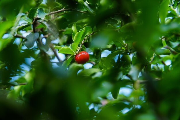 木の上で育つ赤いベリーのクローズアップ